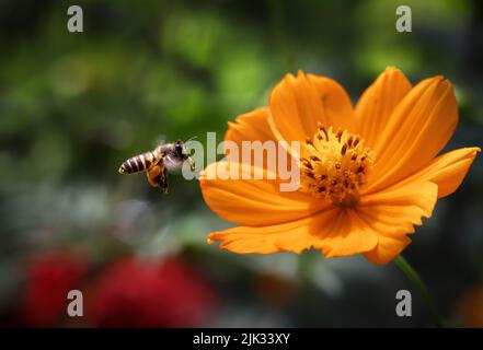 Flying honey bee collecting pollen from flower. This photo was taken from Bangladesh. Stock Photo