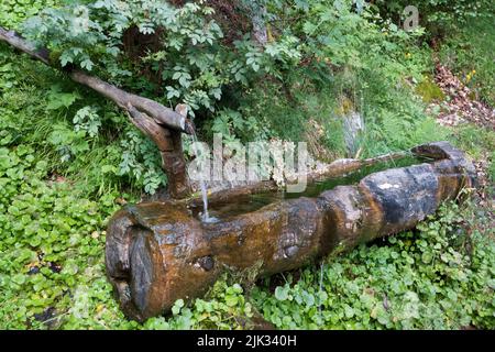 Cattle drinking trough filled with cool, flowing water, carved from a tree trunk Stock Photo