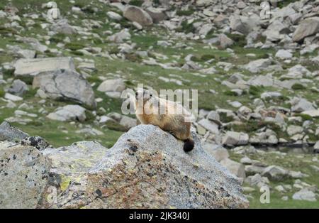 Alpine Marmot on the watch on a rock in the mountains of the Pyrenees Stock Photo