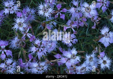 Wildflowers, Fringed Pink, lavender to white colored, with deeply cut fringed petals Stock Photo