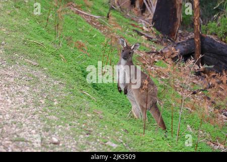 A lone kangaroo looking for food in the Cleland National Park in South Australia Stock Photo