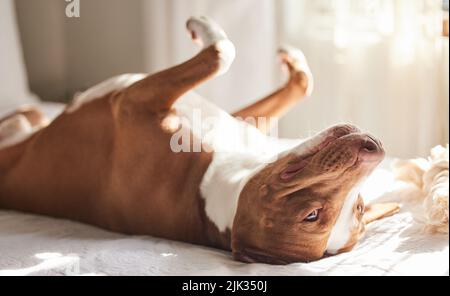 Let sleeping dogs lie. a sleepy dog taking a nap in bed at home. Stock Photo