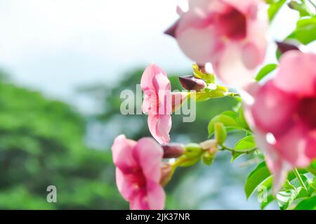 Allamanda blanchetii, Purple Allamanda or violet allamanda or Allamanda violacea or purple flowers Stock Photo