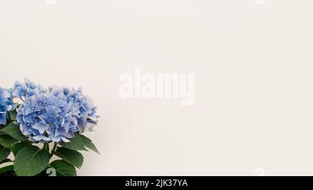 Flowers composition from blue hydrangea flowers on white background.  Stock Photo