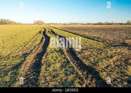 Tractor wheel tracks in a muddy field Stock Photo