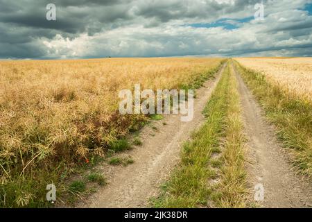 Dirt road through the grain fields and clouds in the sky Stock Photo
