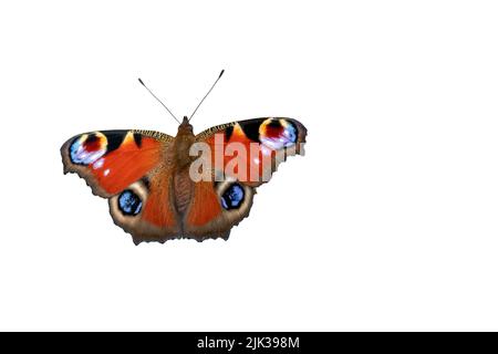 Peacock butterfly (Inachis io) isolated on a white background Stock Photo