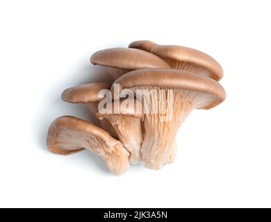 Mushrooms isolated on white. Fresh oyster mushrooms. Stock Photo