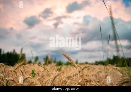 Beautiful golden wheat field under a dramatic evening sky. Stock Photo