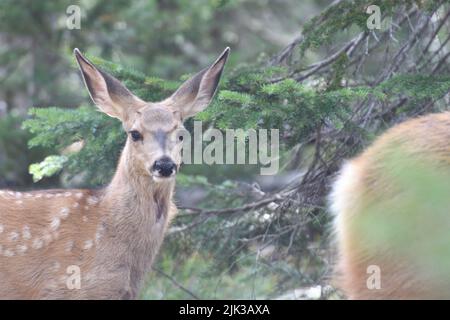 Deer in the forest somewhere in USA Stock Photo