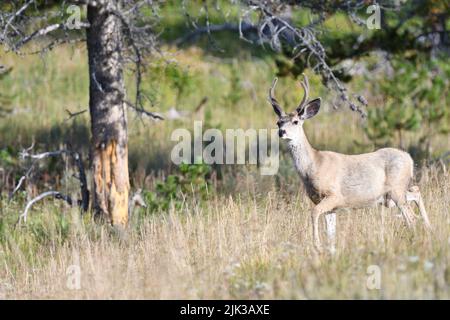 Deer in the forest somewhere in USA Stock Photo