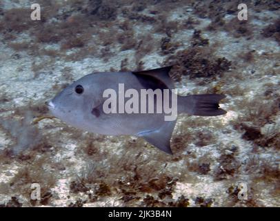 An Ocean Triggerfish (Canthidermis sufflamen) in Cozumel, Mexico Stock Photo