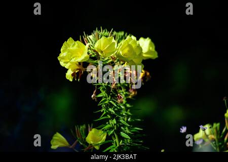 Many vivid yellow flowers and green leaves of Oenothera plant, commonly known as evening primrose, suncups or sundrops, in a garden in a sunny summer Stock Photo