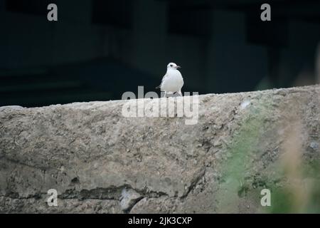 Seagull chick is sitting rock on dark background Stock Photo