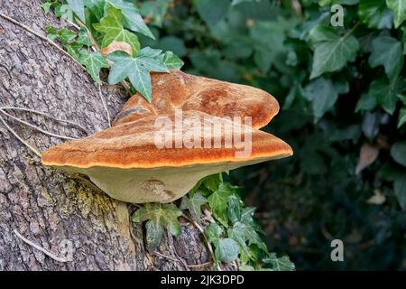 Inonotus hispidus, shaggy bracket, a fungus growing on apple tree bark Stock Photo