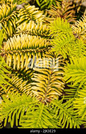 Intriguing Abies Nordmanniana sub  Nordmanniana ‘Golden Spreader’, natural close up showing pattern and texture in the environment Stock Photo