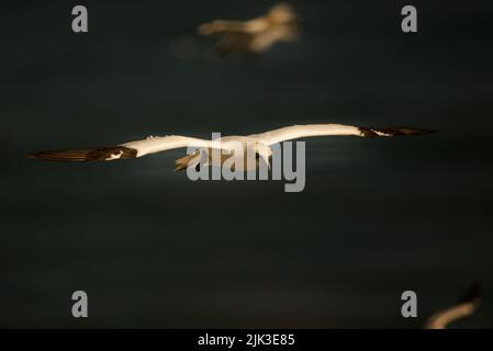 Northern Gannet in flight (Morus bassanus), Gannet flying over water. Stock Photo