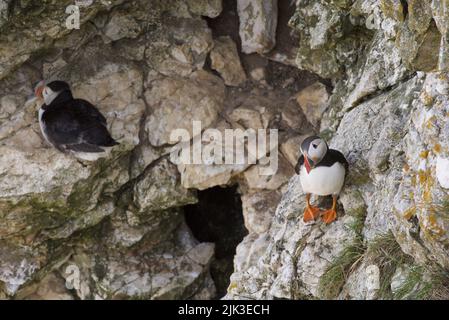 An Atlantic puffin (Fratercula arctica), also known as the common puffin, sat on a cliff edge at RSPB Bempton Cliffs, UK. Stock Photo