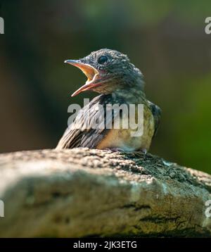 White-rumped shama young bird (Copsychus malabaricus). sits on a tree branch Stock Photo