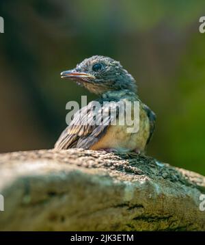 White-rumped shama young bird (Copsychus malabaricus). sits on a tree branch Stock Photo
