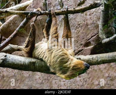 Two-toed Sloth (Choloepus didactylus) hangs on a tree branch Stock Photo