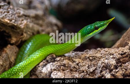 Vietnamese long-nosed snake (Gonyosoma boulengeri) on a branch, captive, Germany Stock Photo