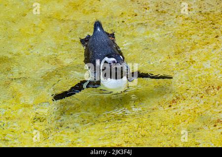 African penguin (Spheniscus demersus), also called the black-footed penguin, swimming Stock Photo