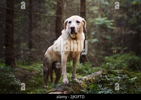 Adventure trip with happy dog. Wet and dirty labrador retriever during hike in deep forest. Stock Photo