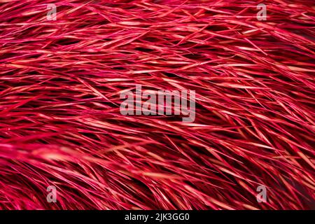 Macro Photography of red colored dry straw pattern. Abstract horizontal stripes texture background. . High quality photo Stock Photo