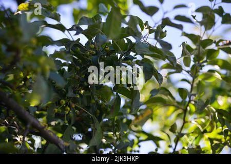 Green berries with red dots grow on a tree branch with green leaves. Top view with blue sky and grass bokeh. Stock Photo