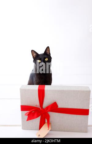 christmas black cat with christmas present Stock Photo