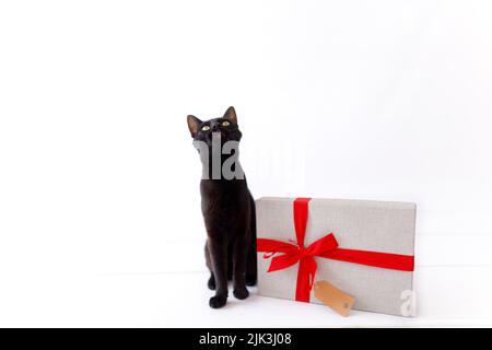christmas black cat with christmas present. Stock Photo