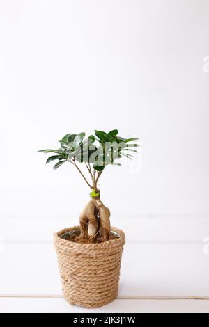 Small bonsai ficus microcarpa ginseng plant on a white background. Stock Photo