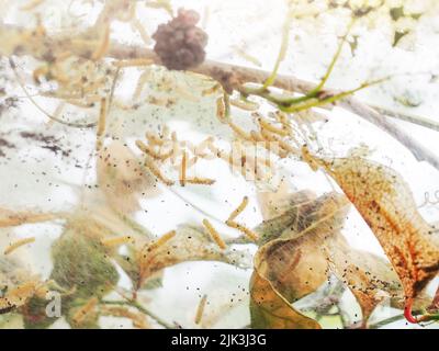 Many caterpillars of the silkworm made a web on the branches of mulberry tree. Leaf feeding caterpillar. Insect life in the wild. Macro world of insec Stock Photo