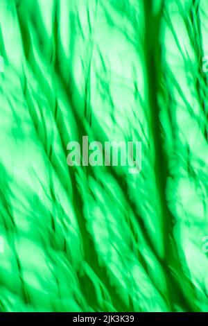 Green leaves in a forest abstract blurred  background. Blurred leaves on the tree in garden. Stock Photo