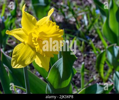 Close-up of a yellow daffodil growing in a garden on a bright sunny spring day in May with a blurred background. Stock Photo