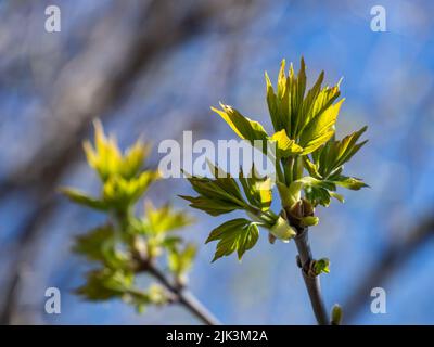 Close-up of the new spring leaves on a box elder maple tree that is growing at the edge of a forest on a bright sunny day in May. Stock Photo