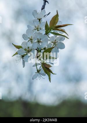 Close-up of the white flower blossoms on an american wild plum tree that is growing by the edge of a forest on a warm sunny spring day in May. Stock Photo