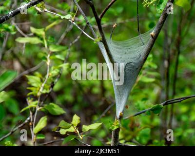 Close-up of an eastern tent caterpillar nest that is on a tree growing in the forest on a warm day in May with a blurred background. Stock Photo