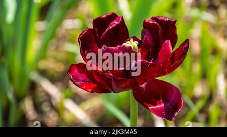 Close-up of a red tulip flower that is starting to wilt in a garden on a sunny spring day in May with a blurred background. Stock Photo
