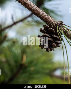 Close-up of a pine cone hanging from the branch of a pine tree in the forest on a warm day in May with blurred branches and sky in the background. Stock Photo