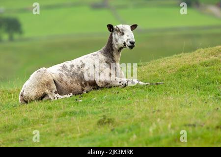 Bluefaced Leicester ram facing right and lying in lush green summer pasture. Yorkshire Dales, UK.  Blurred, clean background.  Copy space. Stock Photo