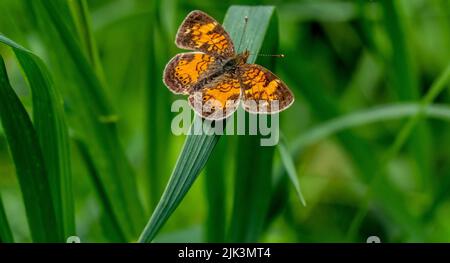 Close-up of an orange and brown northern crescent brush-footed butterfly that is resting on a blade of grass in the forest on a warm sunny day in June. Stock Photo