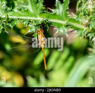 Close-up of a white-faced meadow-hawk dragonfly that is resting on the leaf of a creeping thistle plant growing in a field on a bright summer day. Stock Photo