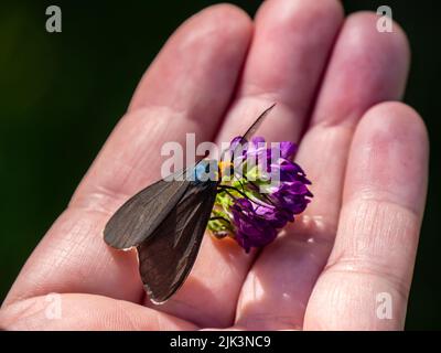 Close-up of a virginia ctenucha tiger moth collecting nectar from a purple alfalfa flower that is being held in a human hand. Stock Photo