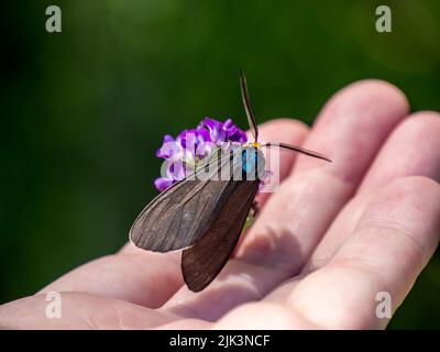 Close-up of a virginia ctenucha tiger moth collecting nectar from a purple alfalfa flower that is being held in a human hand. Stock Photo