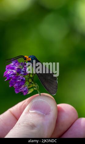 Close-up of a virginia ctenucha tiger moth collecting nectar from a purple alfalfa flower that is being held in a human hand. Stock Photo