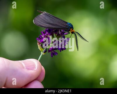 Close-up of a virginia ctenucha tiger moth collecting nectar from a purple alfalfa flower that is being held in a human hand. Stock Photo