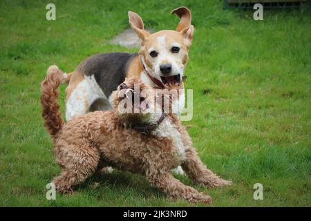 Best of friends playing Stock Photo