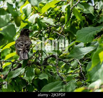 Close-up of an american robin bird that is perched on the branch of a wild american plum tree that is growing at the edge of a forest. Stock Photo